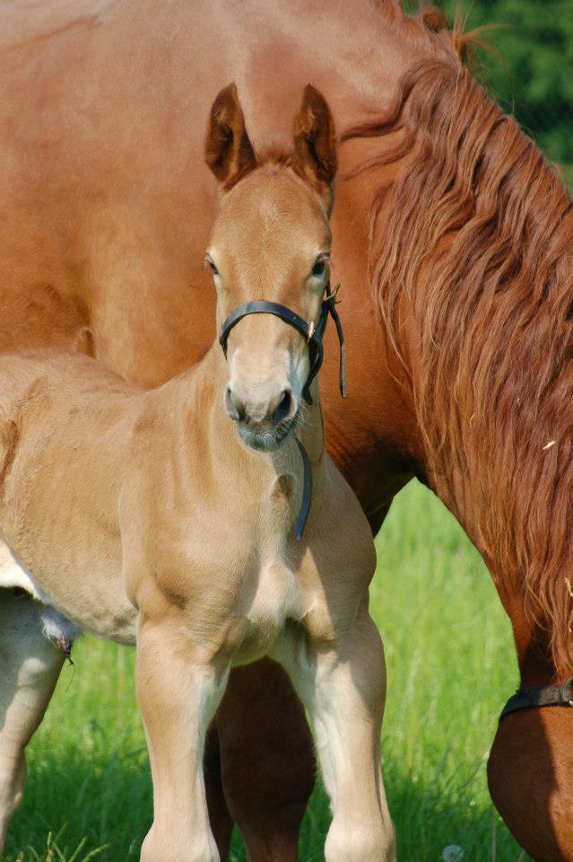 Suffolk Punch Foal - Deben Patrick